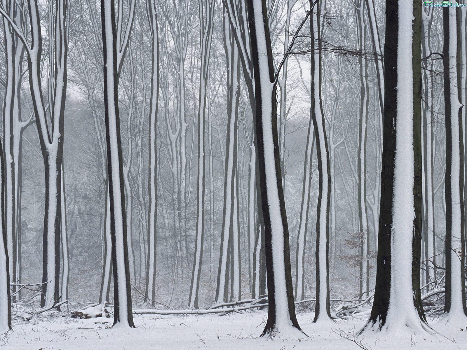 Зимний лес в черно-белой гамме