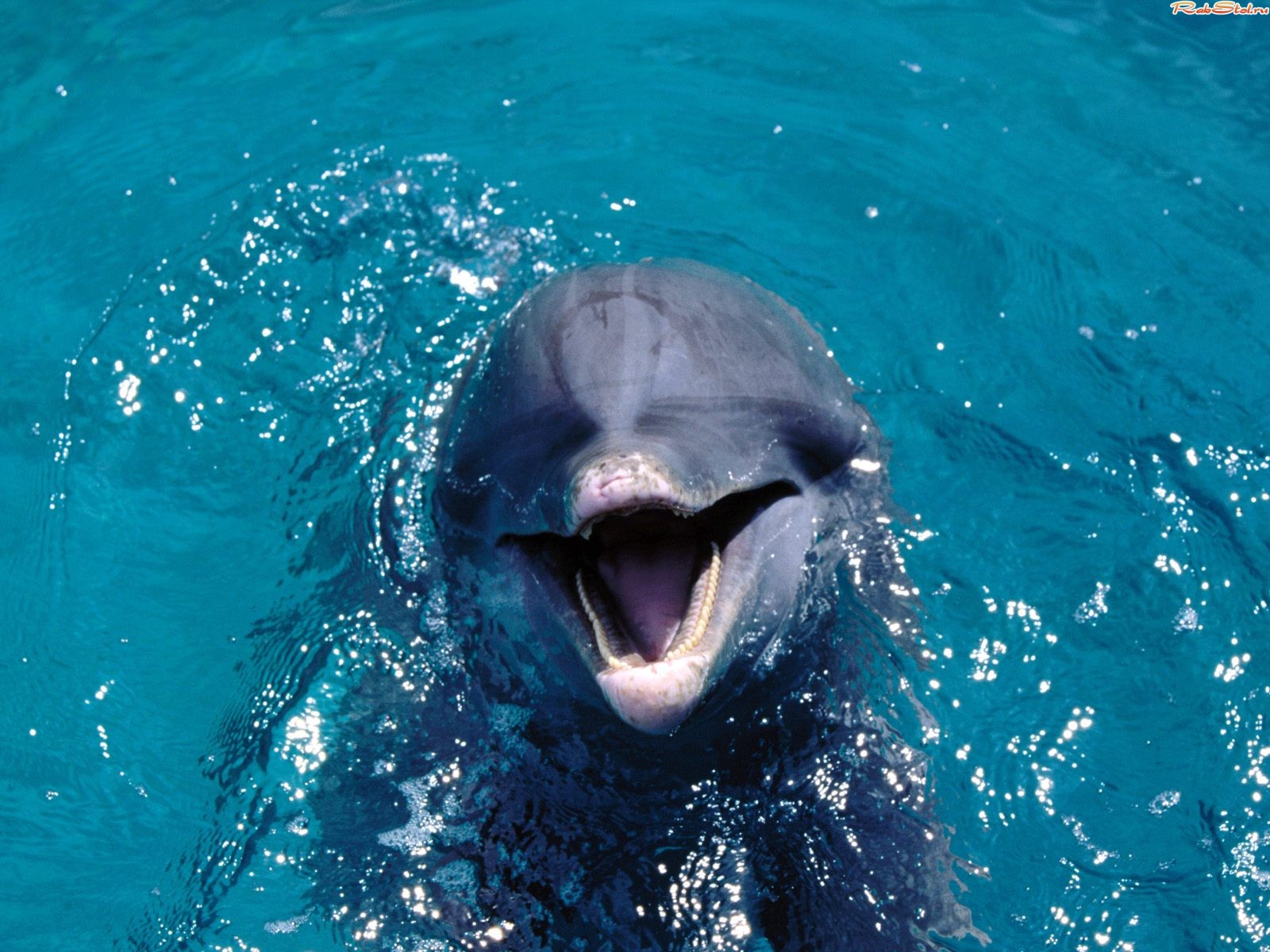 Дельфинов фото